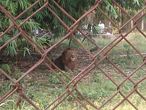 Lion Escapes From Nekede Zoo