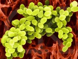 The Myth Called Staphylococcus