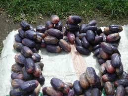 Health Benefits of African pear called UBE by the Igbos